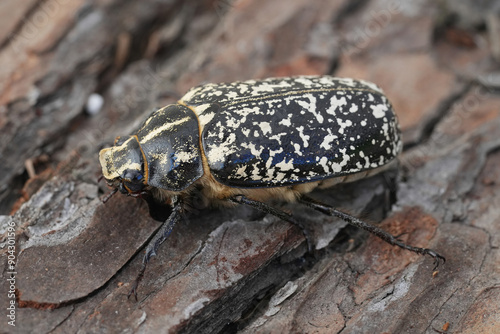 Closeup on the largest European scarab beetle, the pine chafer, Polyphylla fullo sitting on wood photo