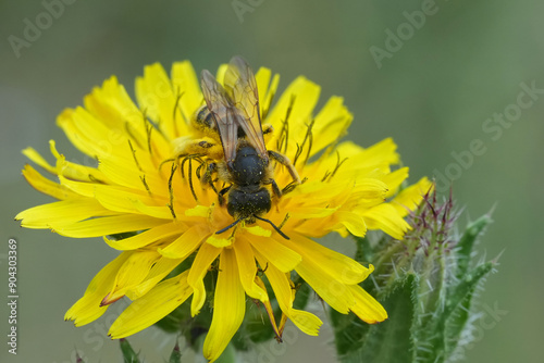 Closeup on a female great banded furrow bee, Halictus scabiosae on a yellow flower photo