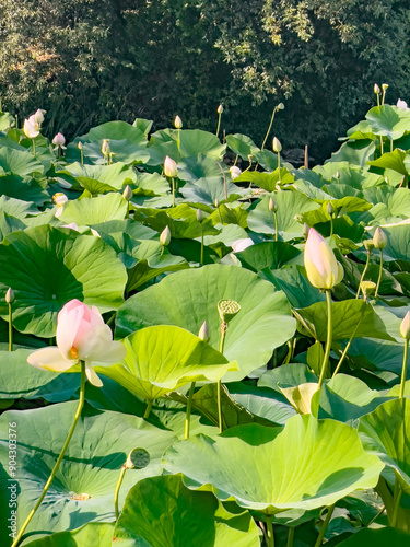 Fiori di loto