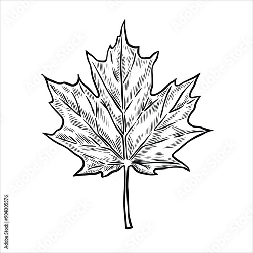 Maple leaf drawing. Vintage maple leaf sketch
