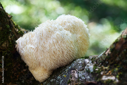 Obraz na plátně Lion's Mane mushroom growing on a mossy log in a forest.