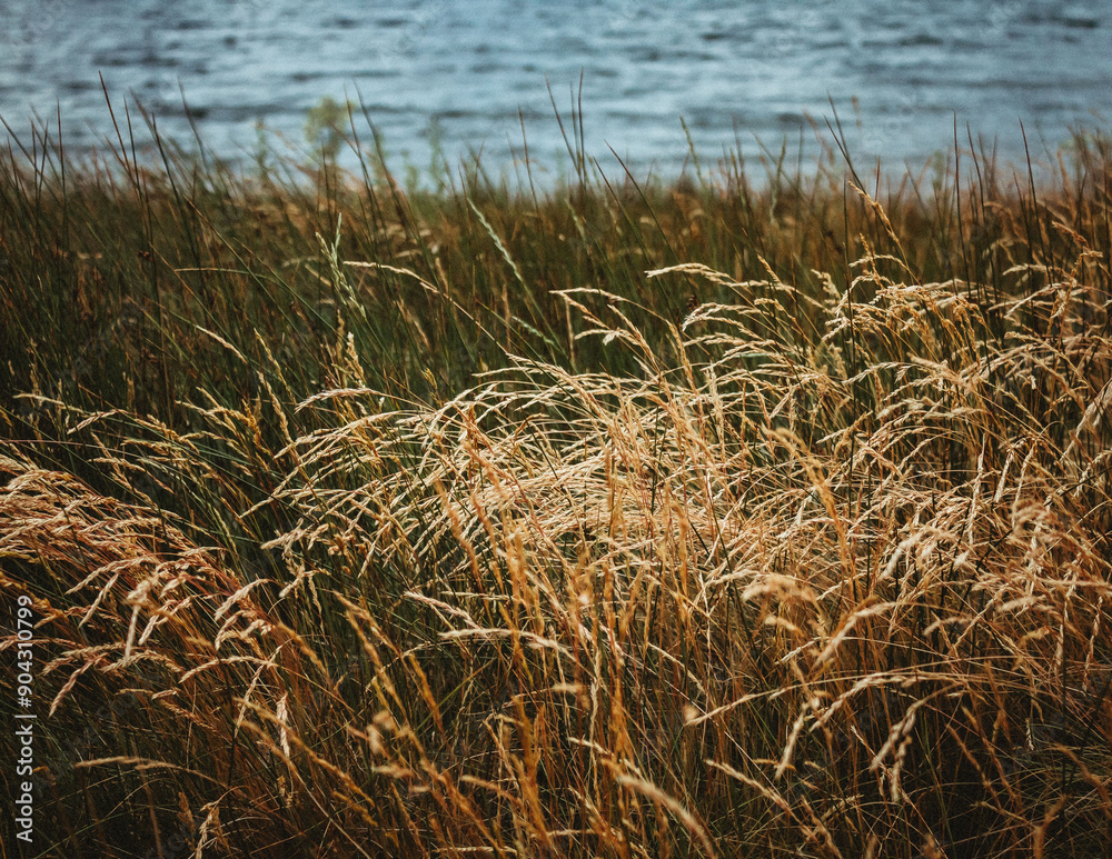 Fototapeta premium tall grasses