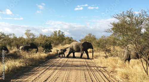 Herd of elephants in South Africa