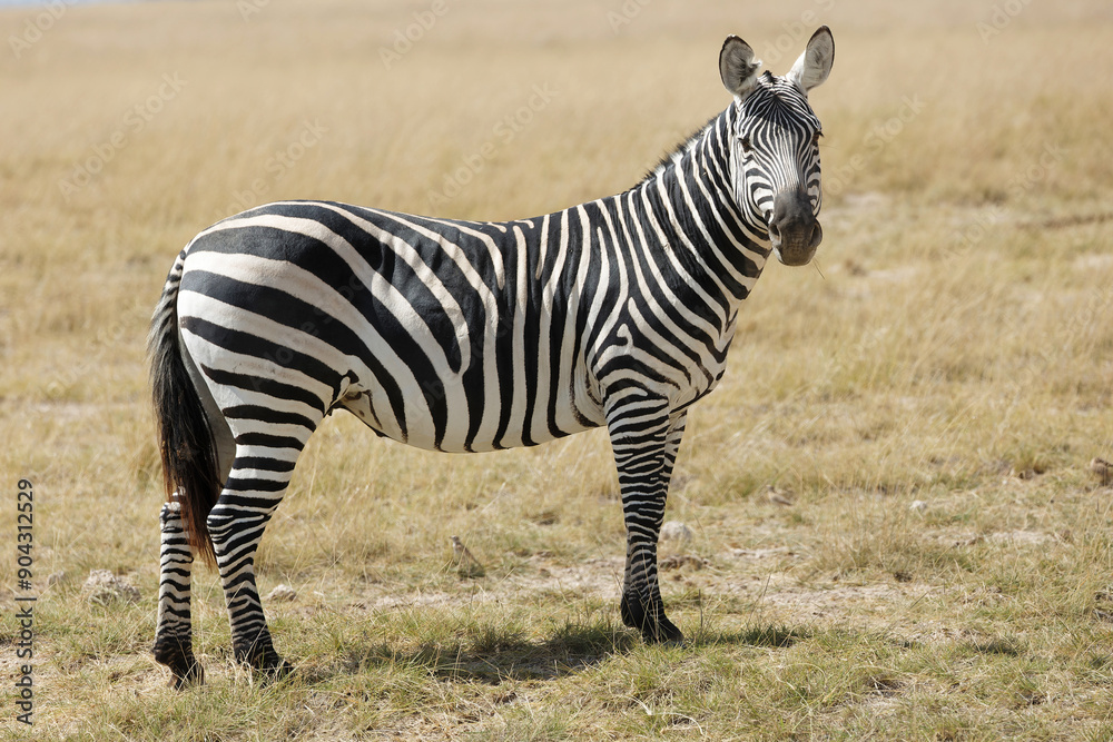 Naklejka premium Zebra with beautiful background at Amboseli National Park Kenya. Apt for the photo frame at your living room