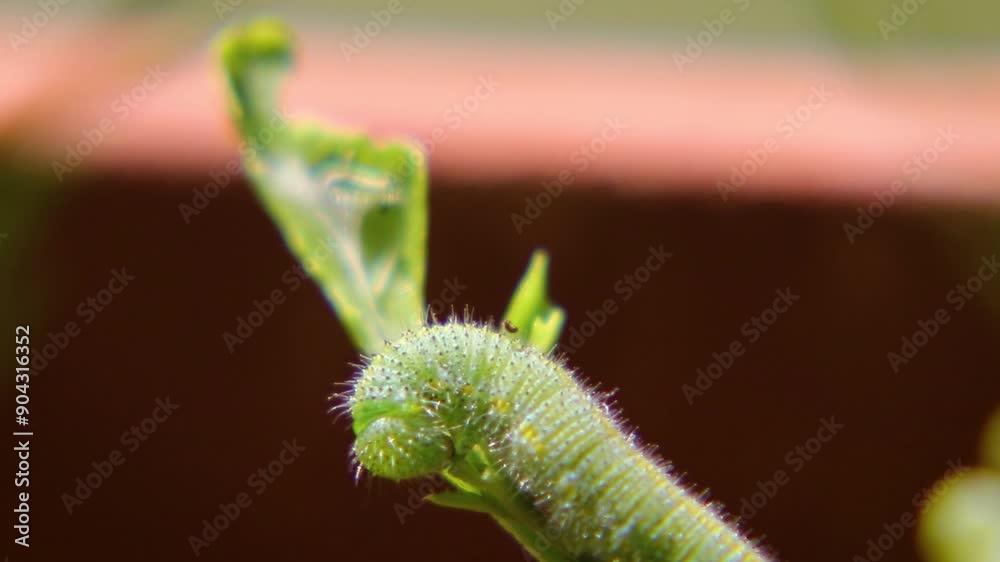 Green caterpillar eating green plant Green caterpillar eating green plant