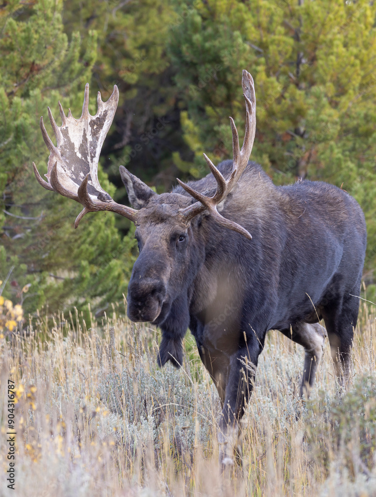 Bull Moose During the Rut in Autumn in Wyoming Bull Moose During the Rut in Autumn in Wyoming