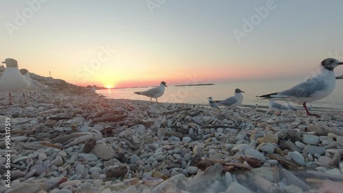 video gabbiani in riva al mare al tramonto