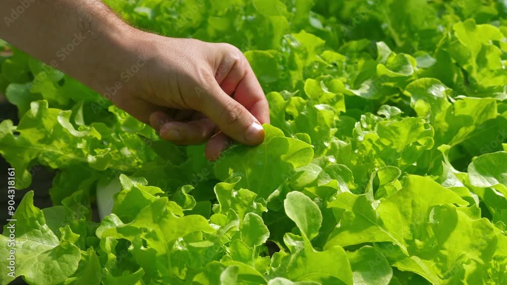 Farmer hand checking fresh green lettuce from vibrant vegetable garden, sustainable farming and organic agriculture. Farmer hand checking fresh green lettuce from vibrant vegetable garden, sustainable farming and organic agriculture.