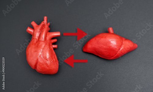 Bidirectional Arrows Between Heart And Liver Anatomical Models