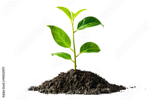 young green plant seedling growing from soil isolated on transparent background