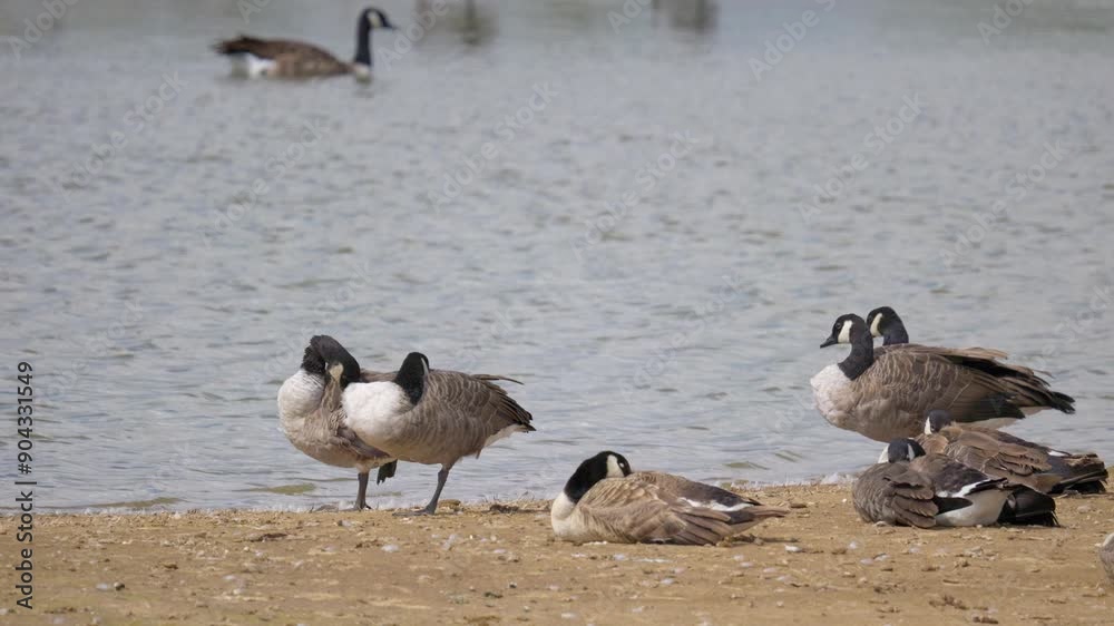 Canada goose in its natural environment Canada goose, Flock of geese on a spring lake, UK Canada goose in its natural environment Canada goose, Flock of geese on a spring lake, UK