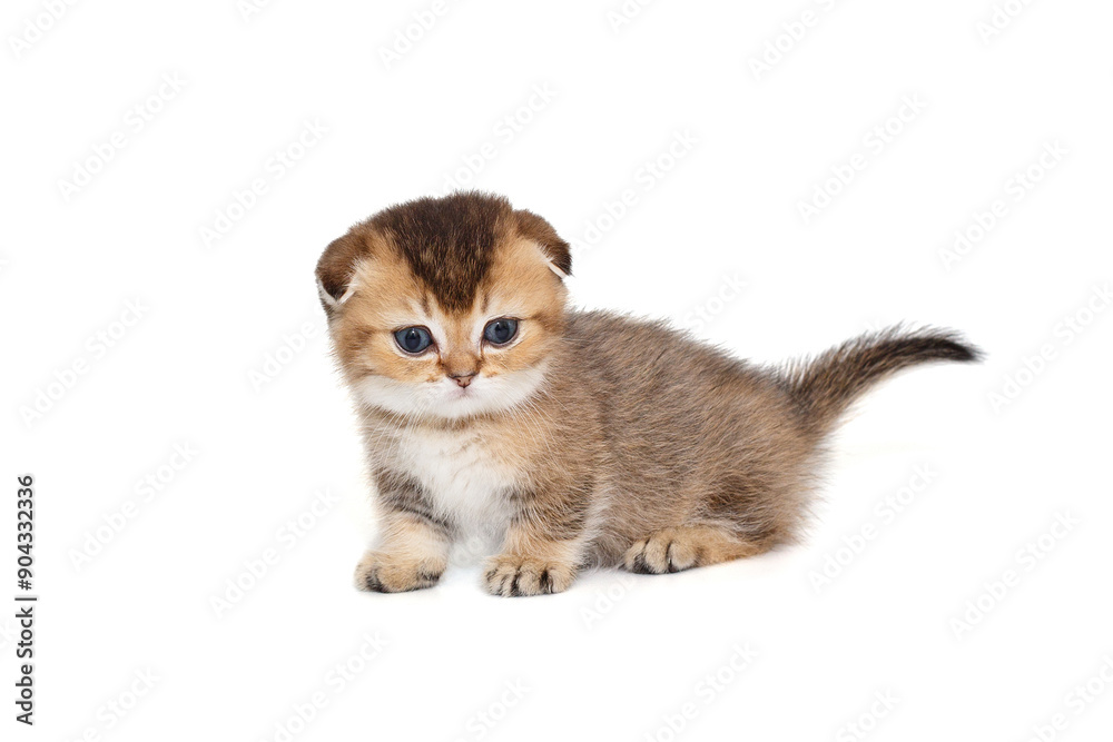 Scottish fold kitten, striped red color Scottish fold kitten, striped red color