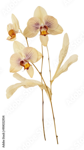 PNG Real Pressed a single minimal orchid Bouquet flower petal plant.
