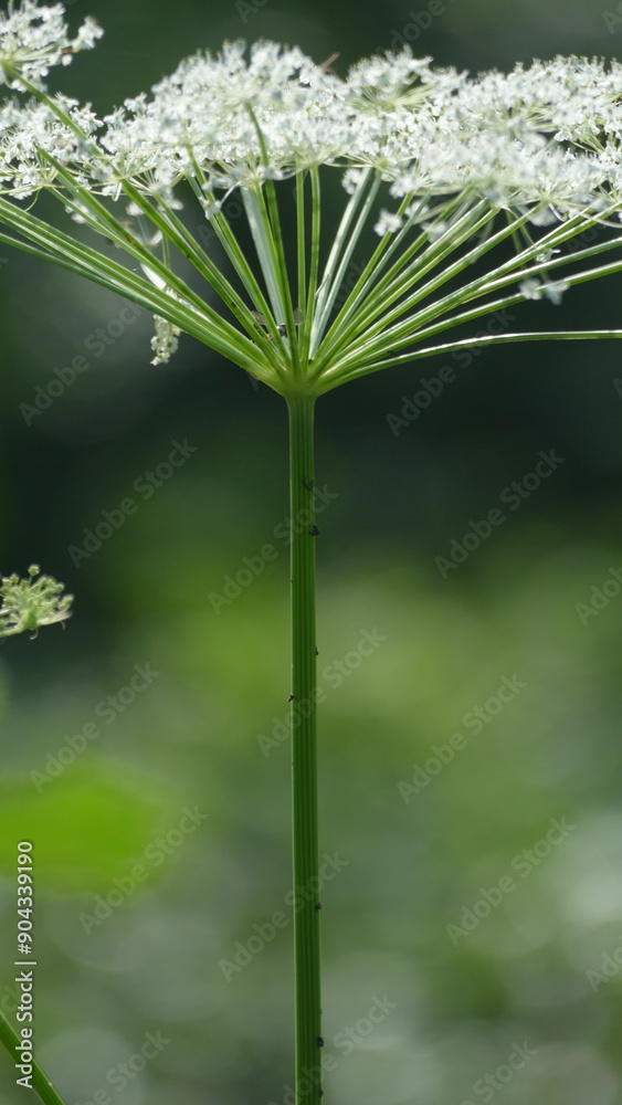 fiore bianco fiore bianco