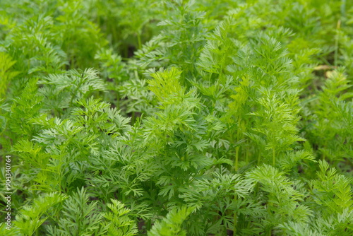 Growing and harvesting garrots, green carrot folliage