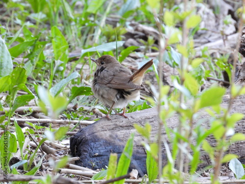 Luscinia on the grass