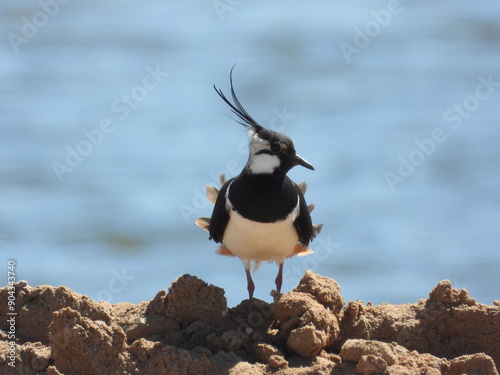 lapwing on a rock