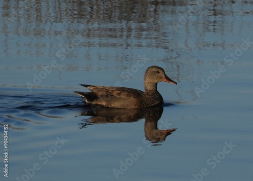 duck on the water