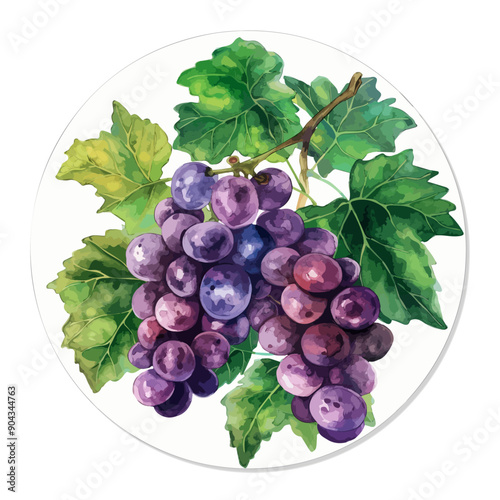 illustration of a bunch of grapes with a beautiful watercolor combination, Grape bunch with leaf set, aVector Grapes. set of grapes and vine leaves watercolor illustration. White, red, and pink grapes photo