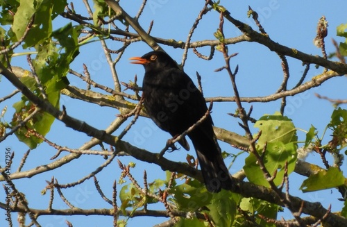 blackbird on a tree