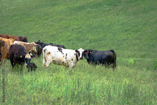 Commercial beef cows in lush fescue photo