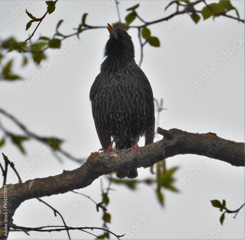 Wallpaper Mural starling on a branch Torontodigital.ca