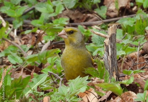 robin on the grass