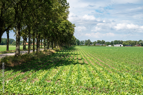 Green fields of young growing corn at the Dutch Belgian border around Hamont Achel, Limburg, Belgium photo