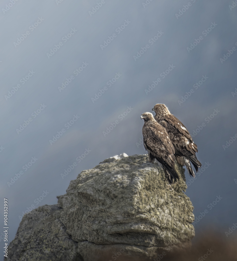 Pair of wild golden eagles (Aquila chrysaetos) perched ona rock at sunset, looking for prey. Italian Alps. Rare wild male and female golden eagles in their habitat. Italy. Alps.
