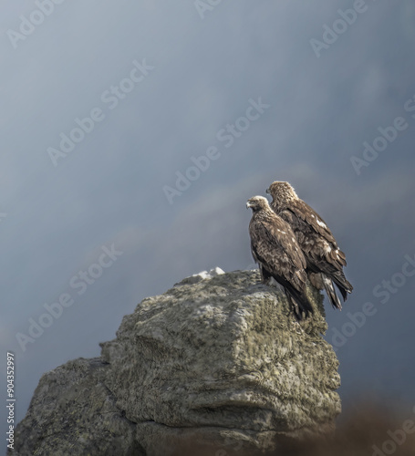 Pair of wild golden eagles (Aquila chrysaetos) perched ona rock at sunset, looking for prey. Italian Alps. Rare wild male and female golden eagles in their habitat. Italy. Alps.