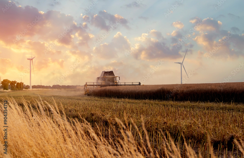 Fototapeta premium Harvesting Wheat at Sunset With Wind Turbines in Serene Rural Landscape