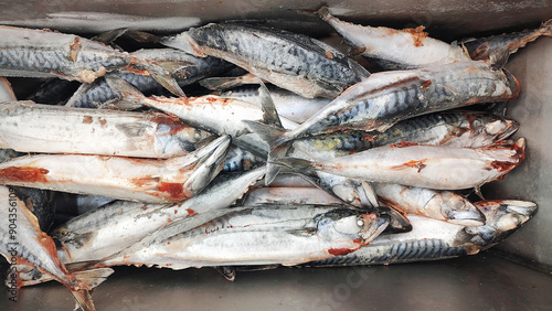 Frozen mackerel fish in a market fridge