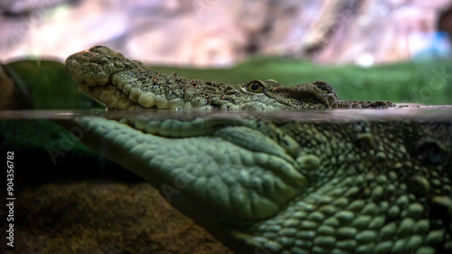 A mesmerizing view of an underwater crocodile gliding near the surface of the water