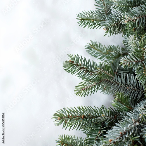 spruce branches with snow with space for text. photo