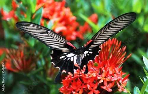 Beautiful female Great Mormon (Papilio memnon agenor) butterfly. on tropical red jungle flame geranium flower (Ixora Coccinea) in Thailand, South East Asia (focus on center) photo