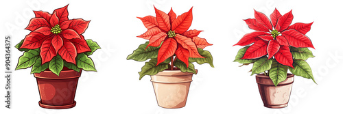 set of Poinsettia house plants in a pot png, in watercolor style with transparent background clipart illustration	
 photo