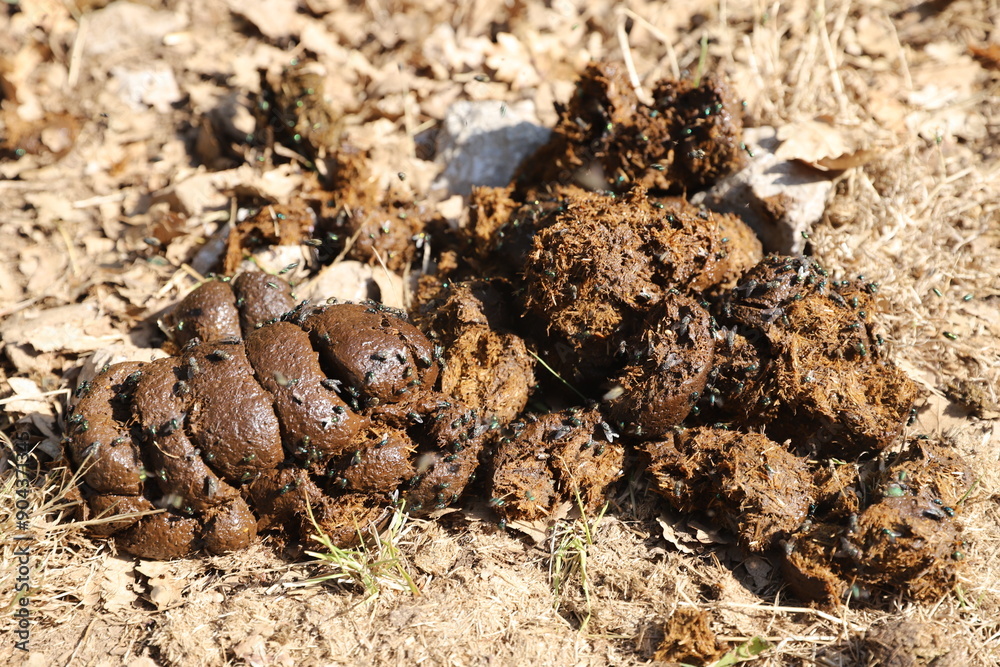 Natural fertilizer pile of horse manure on a rural pasture. Fresh and smelly horse manure droppings with many flies on the animal farm Natural fertilizer pile of horse manure on a rural pasture. Fresh and smelly horse manure droppings with many flies on the animal farm