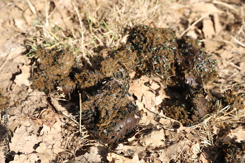 Natural fertilizer pile of horse manure on a rural pasture. Fresh and smelly horse manure  droppings with many flies on the animal farm photo