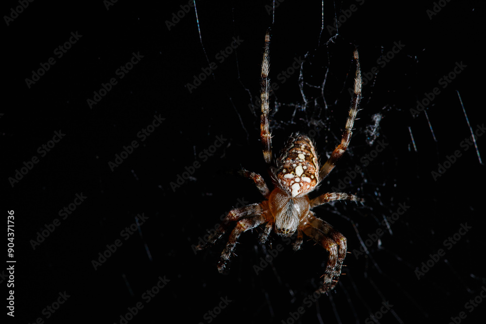 Naklejka premium Cross spider, spiderling, little spider