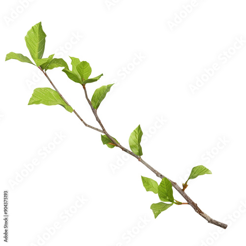 Green-leaved twig on a transparent background