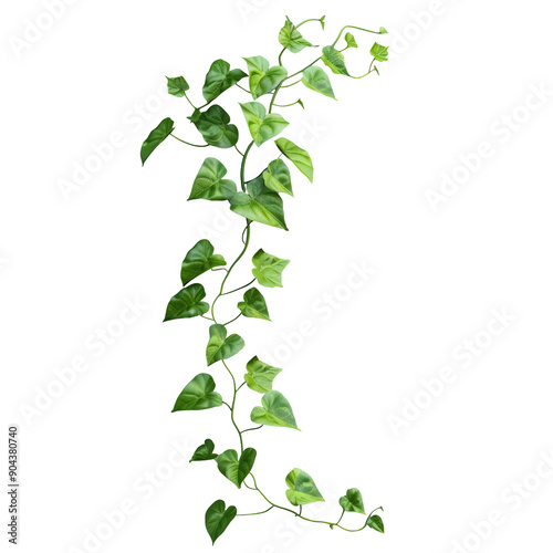 Vine plant climbing on transparent background, with clipping path