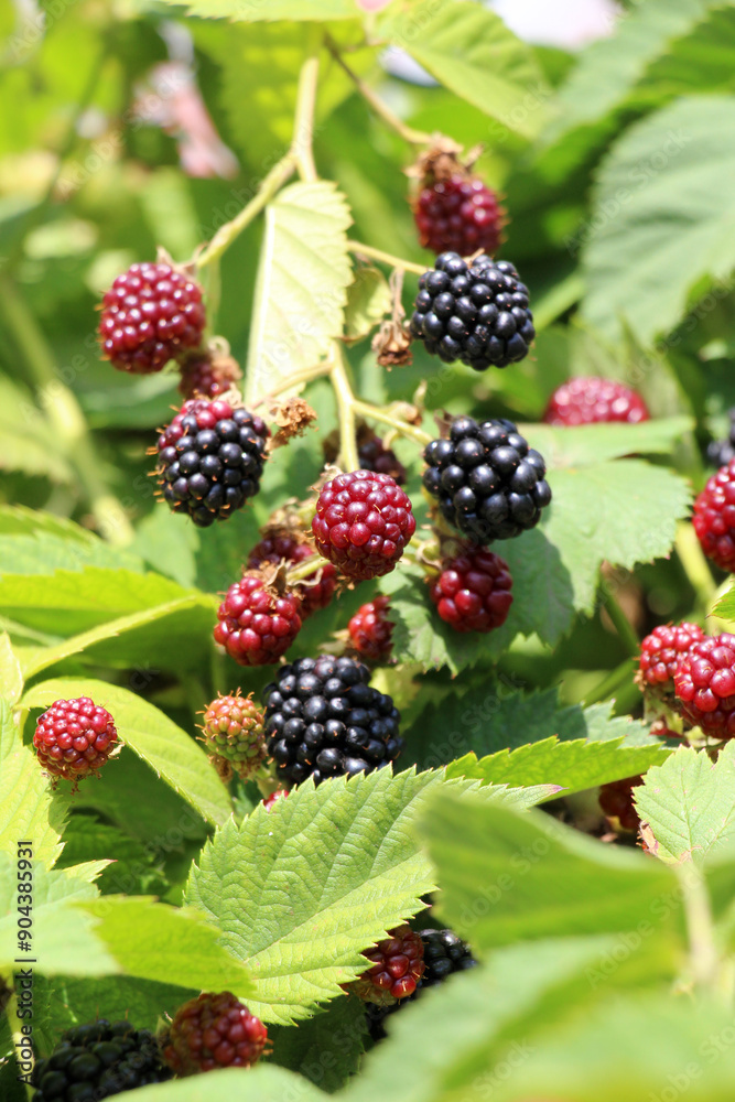 On the branch ripen the blackberries (Rubus fruticosus) On the branch ripen the blackberries (Rubus fruticosus)