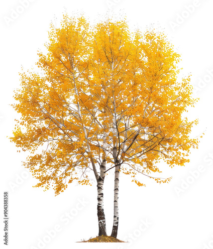 PNG Golden autumn birch tree isolated photo