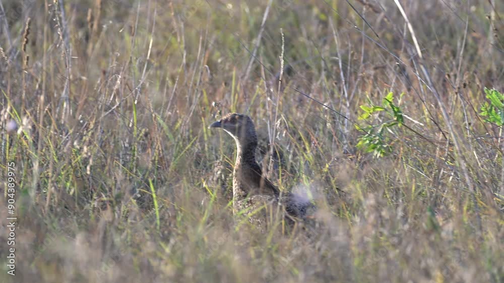 Pheasant Phasianus colchicus in the wild. Bird moving hiding in the grass, looking around. Slow motion. Close up.