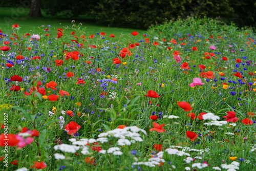 Blumenwiese natürlich