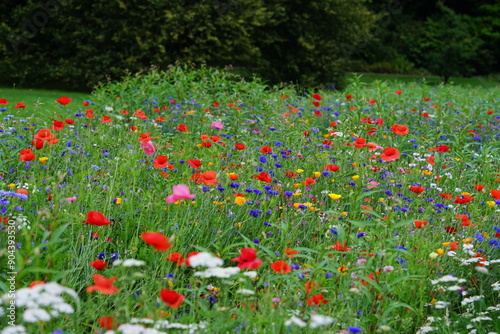 Blumenwiese, Frühling