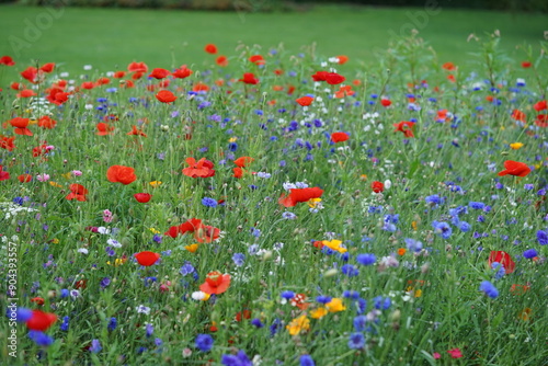 Blumenwiese, Frühling