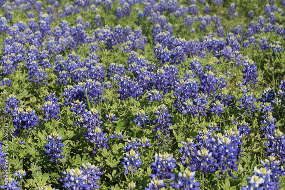 A stunning field of bluebonnets in full bloom, showcasing the natural beauty of Texas in springtime A stunning field of bluebonnets in full bloom, showcasing the natural beauty of Texas in springtime