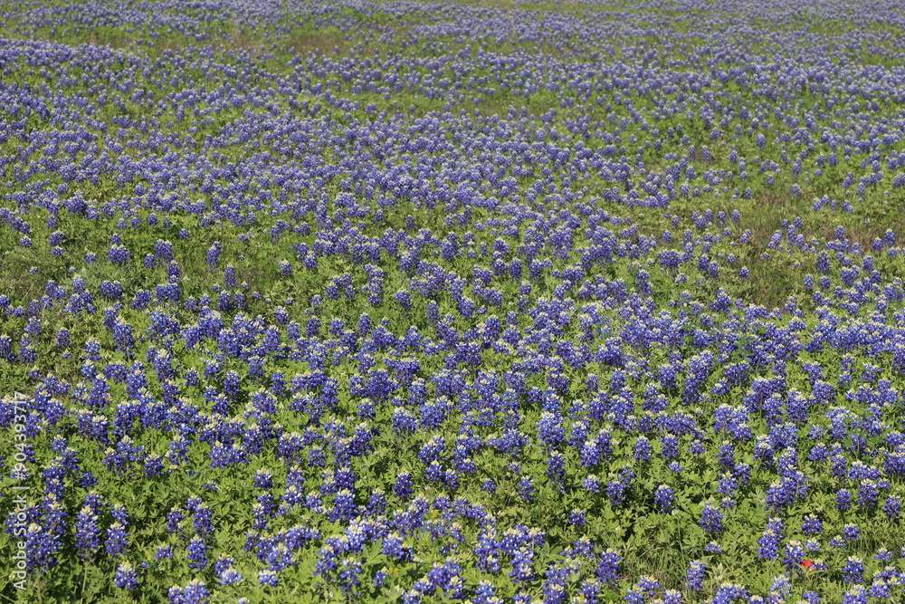 A stunning field of bluebonnets in full bloom, showcasing the natural beauty of Texas in springtime. A stunning field of bluebonnets in full bloom, showcasing the natural beauty of Texas in springtime.