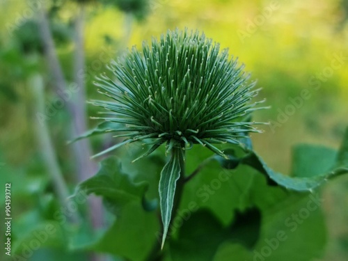 flower of a thistle